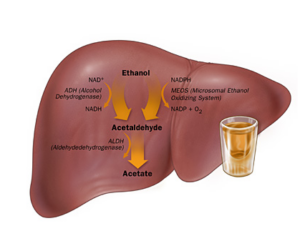 Liver disease treatment in Pune