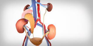 Kidney transplant treatment in Pune