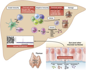 Liver Disease Treatment in Pune