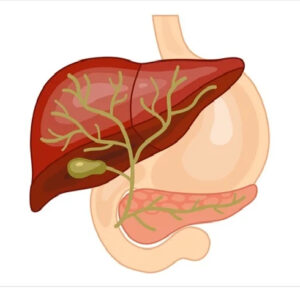 Liver transplant surgeon in Pune